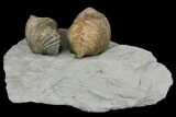 Multiple Fossil Brachiopod (Platystrophia) Plate - Kentucky #136607-1